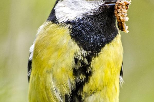 梦见美女喜欢我什么预兆