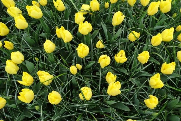 梦到了死去的叔父代表着什么?