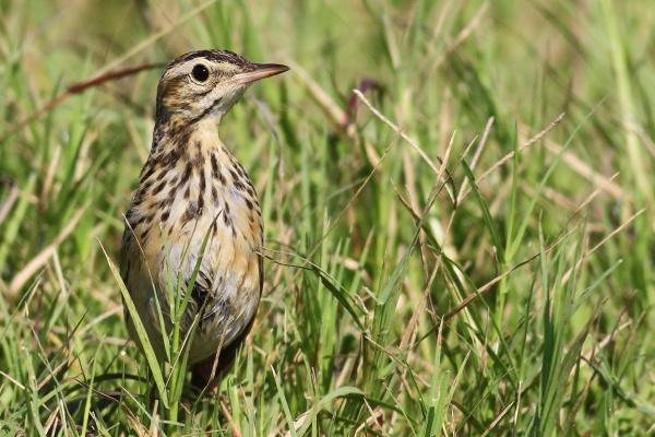 梦到一篮子鸡蛋有什么征兆