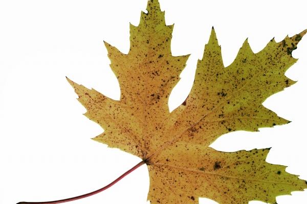 梦见锅盖坏了是咋回事