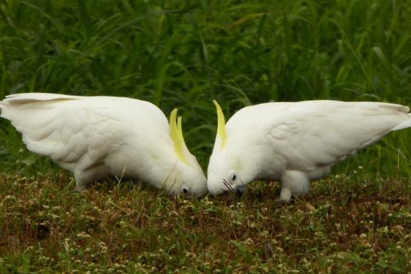 梦见楝树是什么启示