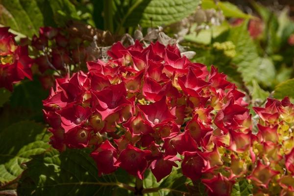 梦到被马撞好不好