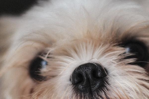 梦见打死狗熊代表什么