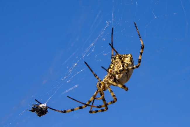 梦见篝火晚会是什么征兆