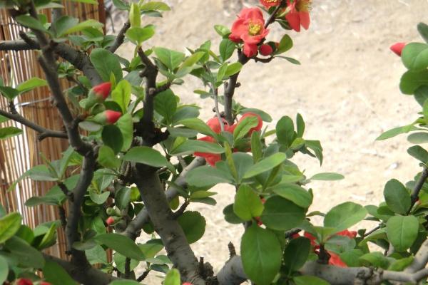 梦到了自己的遗像是什么预兆