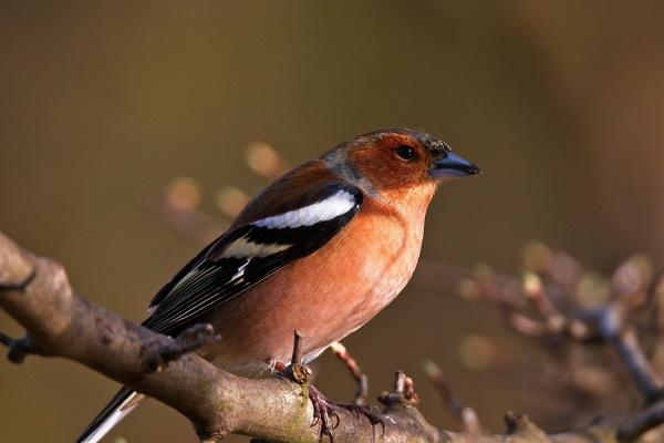 梦到投奔是凶兆还是吉兆