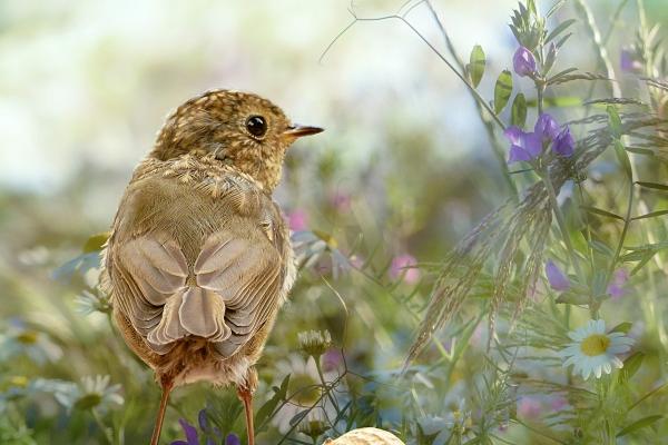 梦到发照片有什么寓意吗?