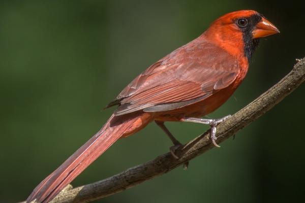 梦到孕妇自己流血了的预兆