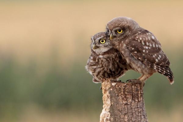 梦见咳嗽有血是好是坏