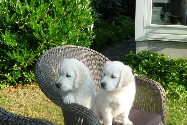 梦见炒鸭子预示了什么