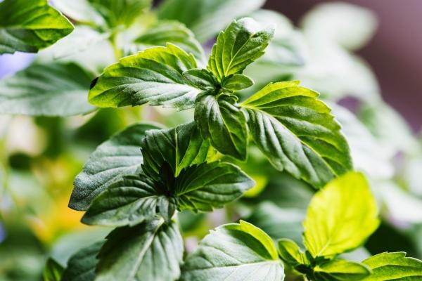 梦到好多大葱意味着什么