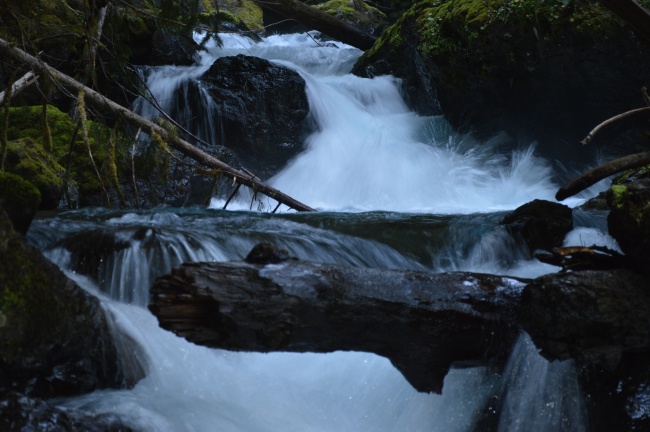 梦见家里很多动物是啥意思
