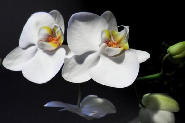 梦到井在屋中是吉兆吗?