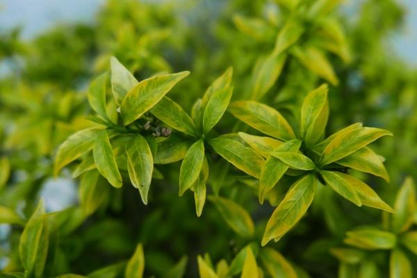 梦见很多桃树是咋回事