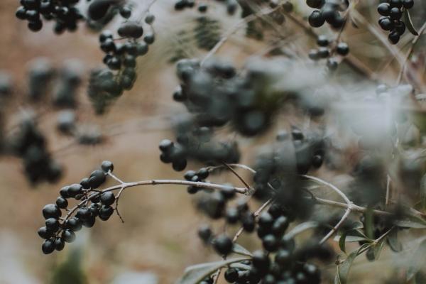 梦到侧耳根什么预兆