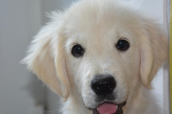 梦到了残疾了有什么预兆