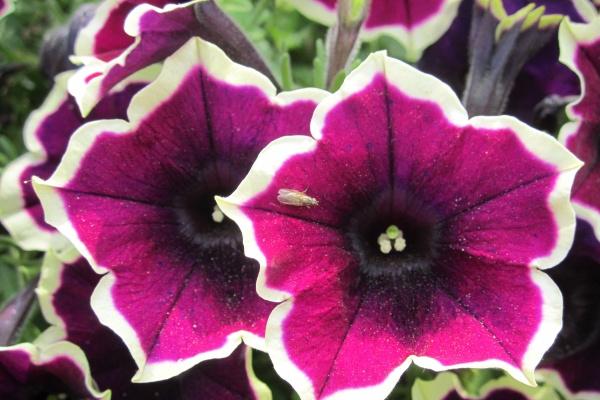 梦见燕子飞进屋里有什么预兆