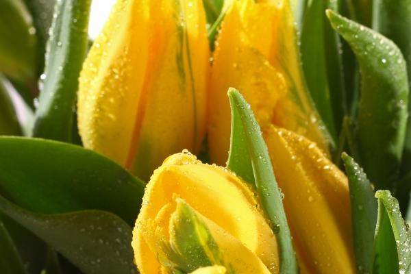 梦到被狐狸咬伤意味着什么