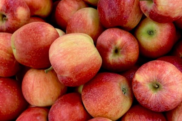 梦到一堆乌龟是好是坏