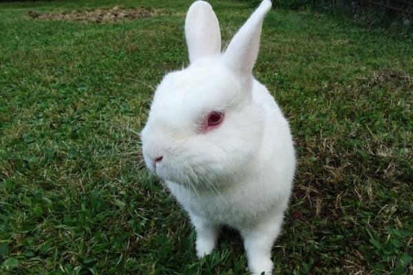 梦到邻居聊天预示什么