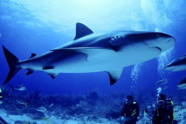 梦见被挖眼睛是咋回事