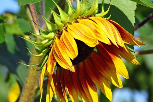 梦到空中掉落代表什么