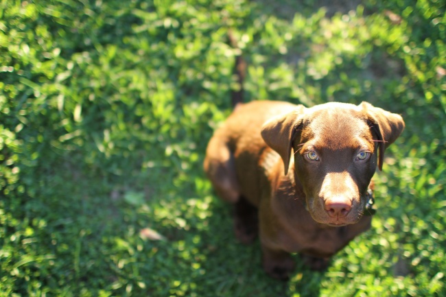 梦到一群白兔会有什么预兆