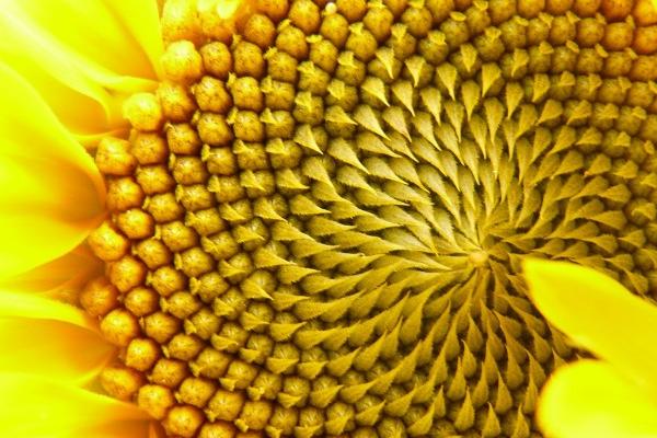 梦到红色沙发有什么说法