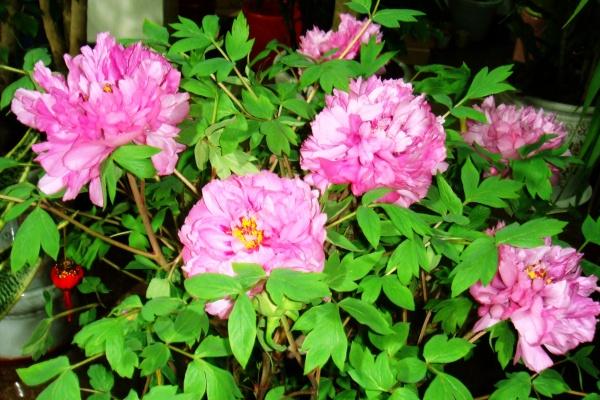 梦到了发薪水是什么意思？