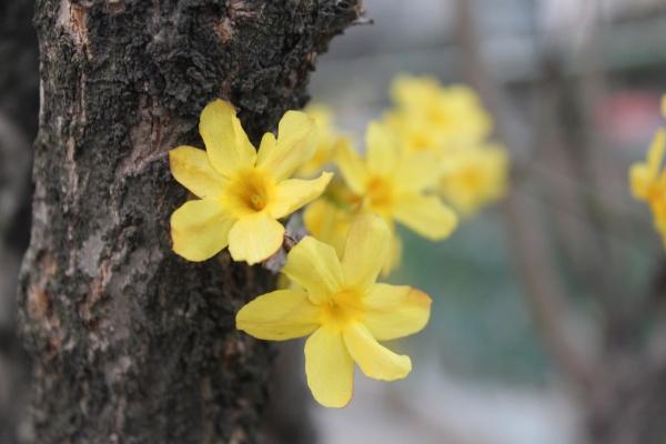 梦到自己被洪水冲走了是什么预兆