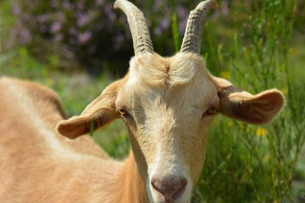 梦到了别人打水有什么征兆