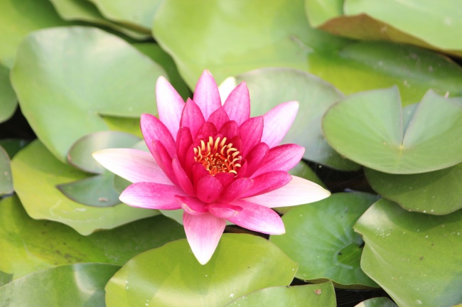 梦见虫入身体意味着什么