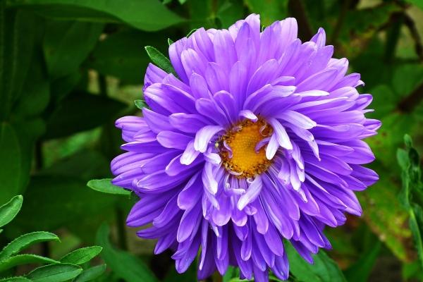 梦见黑狗下崽啥意思