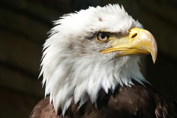 梦见失火冒烟是好的征兆吗