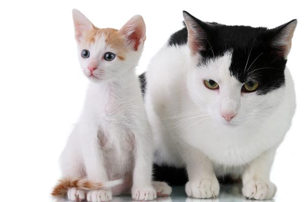 2025年偏财运最好的马，2025年什么行业属马人偏财运最好