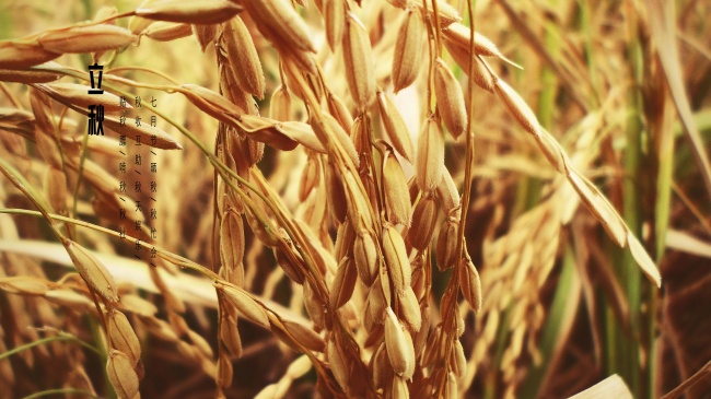 六六年的女马在2025年婚姻