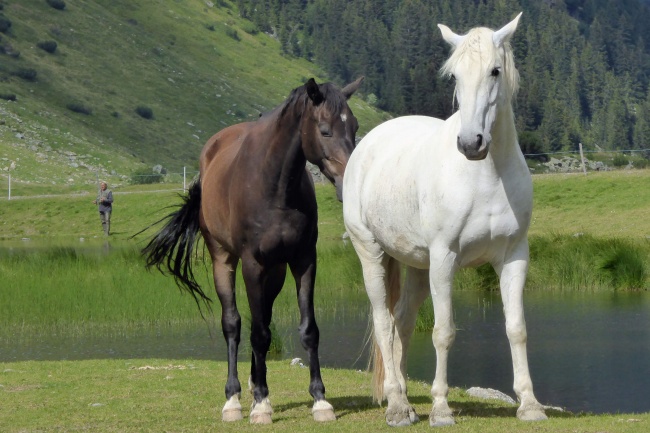 破日最旺什么生肖
