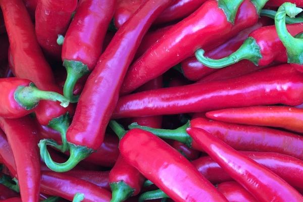 2026年不能上坟的生肖