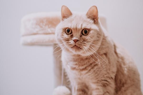 2025龙运气最旺的月份