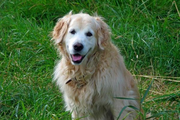 2027走大运最旺3个生肖