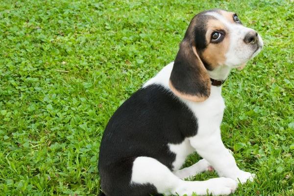 梦到了被乌鸦咬是什么征兆