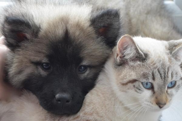 梦到了女人自己牙齿掉了是凶兆还是吉兆