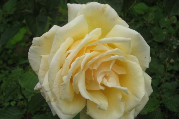 梦到欠银行钱是好事还是坏事