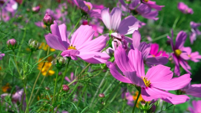 68年猴女最终下场