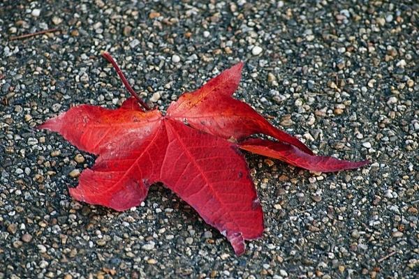 97年几月牛最有福气