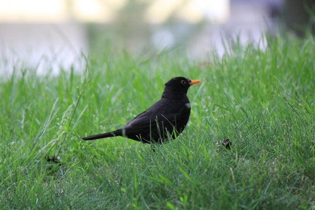 1966年几月马命苦