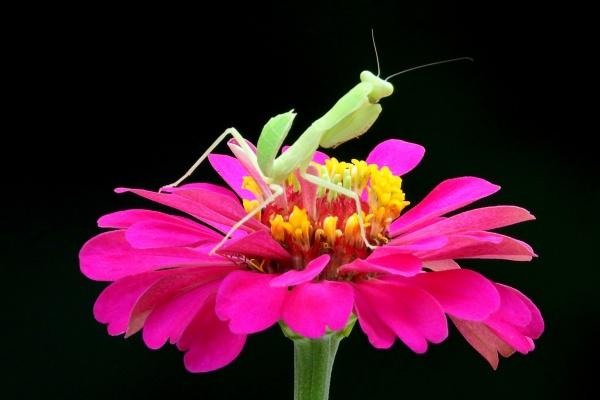 1967年属羊人是水命还是火命