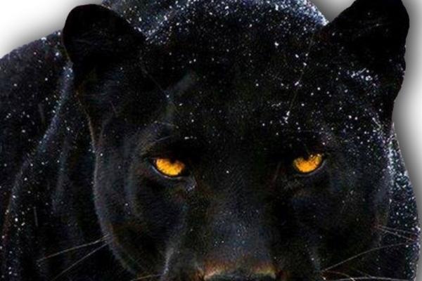 77年蛇最大的坎是哪年