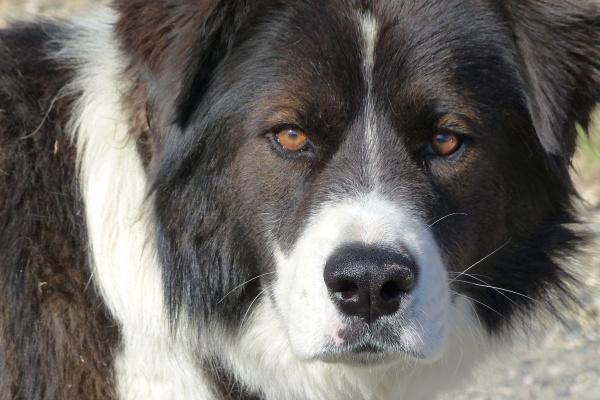 属猪的和属蛇的是谁吃亏