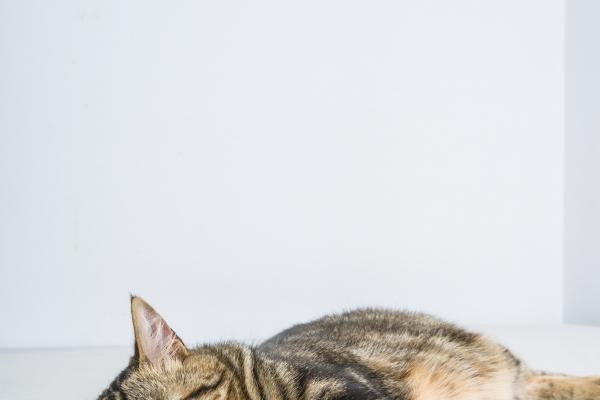 68猴和66马后半生会怎么样